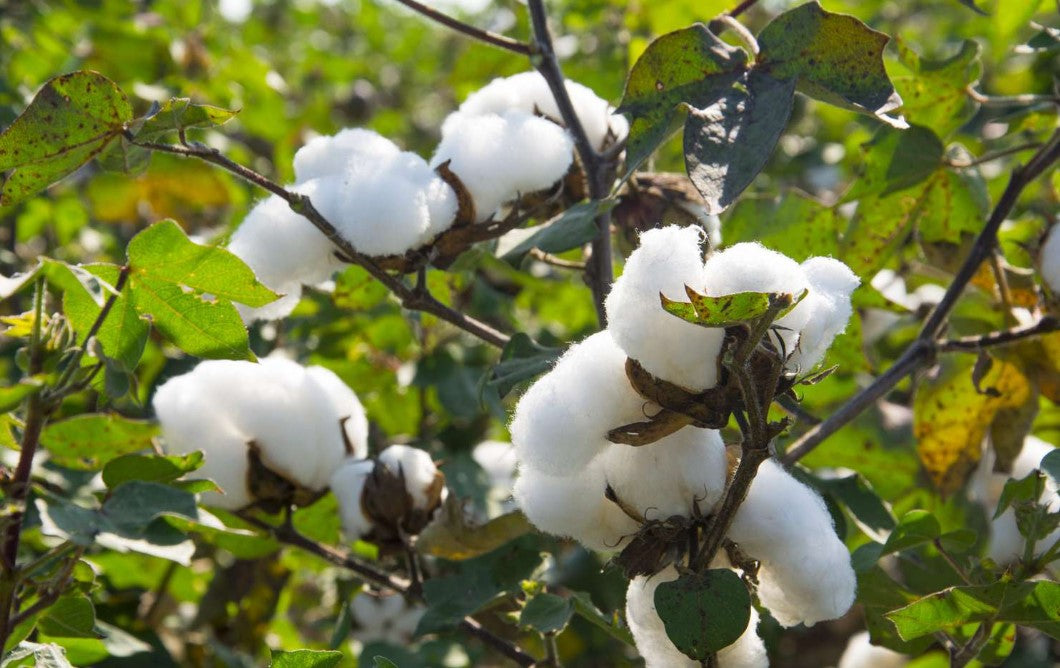 The Superiority of Cotton Bedding Over Polyester